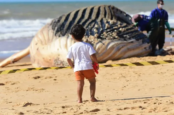 Baleia-jubarte gigante encalha na Praia dos Recifes, em Vila Velha