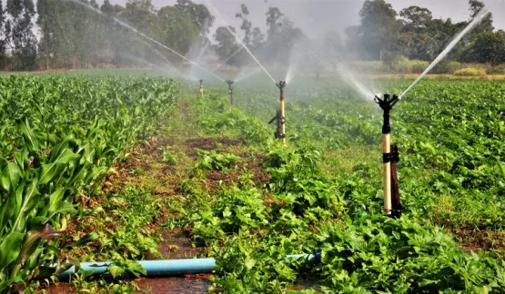 Incentivo à agricultura irrigada será um dos destaques da Pinheiros AgroShow