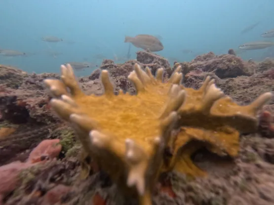 Projeto Mares realiza ações de educação ambiental e científica na Ilha de Itaparica