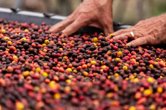 Sucesso da Feira Baiana de Cafés Especiais na capital baiana faz evento retornar para uma 2ª edição, em agosto