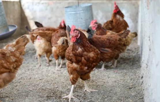 Produção de Ovos de galinha caipira gera renda em comunidade quilombola de Araçás