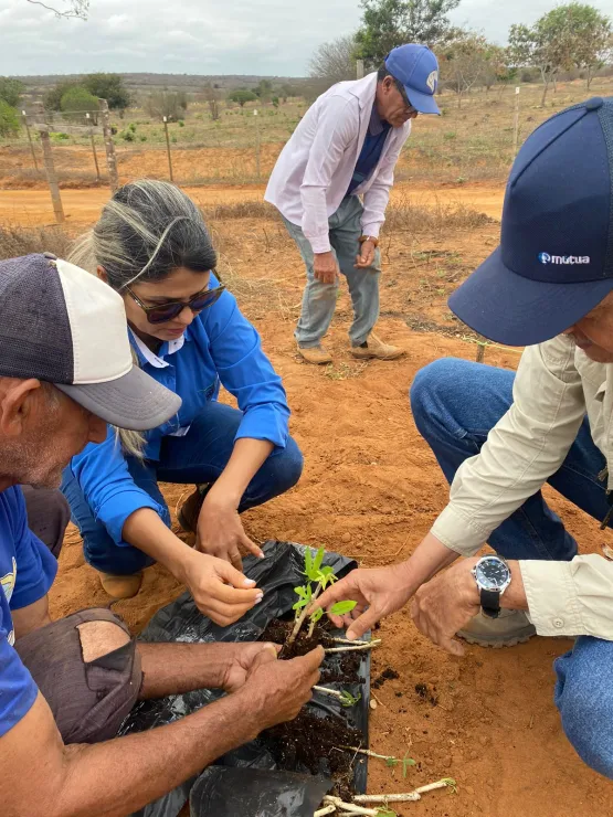 Implantação de maniveiros garante aumento de produção e produtividade de mandioca no Sudoeste Baiano