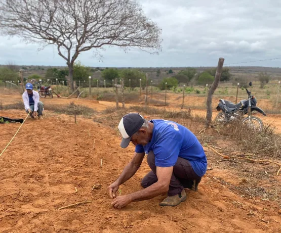 Implantação de maniveiros garante aumento de produção e produtividade de mandioca no Sudoeste Baiano