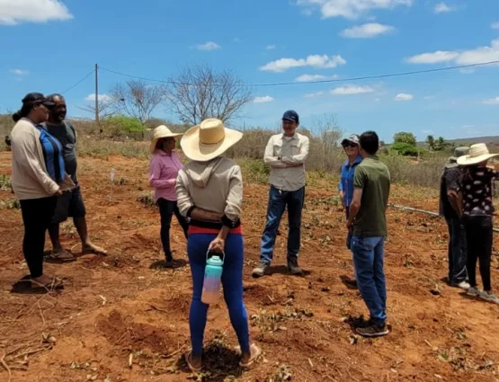 Implantação de maniveiros garante aumento de produção e produtividade de mandioca no Sudoeste Baiano