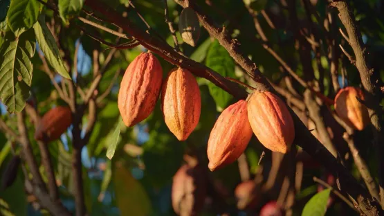 Nova rota turística convida a conhecer e experimentar o que de melhor é produzido com o cacau