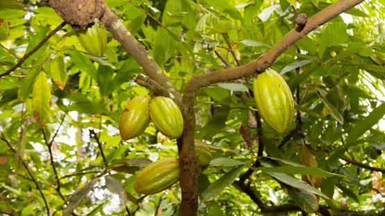  Linhares divulga finalistas do 9° Concurso de Qualidade de Amêndoas de Cacau Capixaba