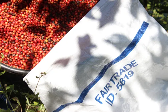 Capixaba irá representar mais de 200 mil cafeicultores da América Latina e do Caribe na COP30