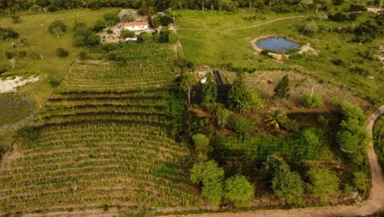 Bahia é destaque na COP30 com case de sucesso da agricultura familiar sustentável da Caatinga
