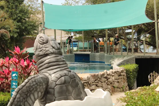 Projeto Tamar oferece diversão e educação ambiental para a criançada em dezembro