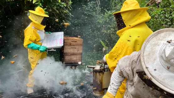 Governo da Bahia fortalece a apicultura no Recôncavo com entrega de 220 kits