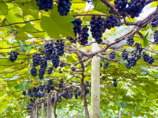 Linhares abre a temporada da colheita de uvas na comunidade de São Judas, em São Rafael