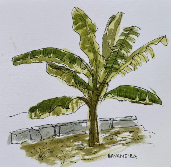 Experimentações no Parque promove a oficina de desenho botânico na agrofloresta