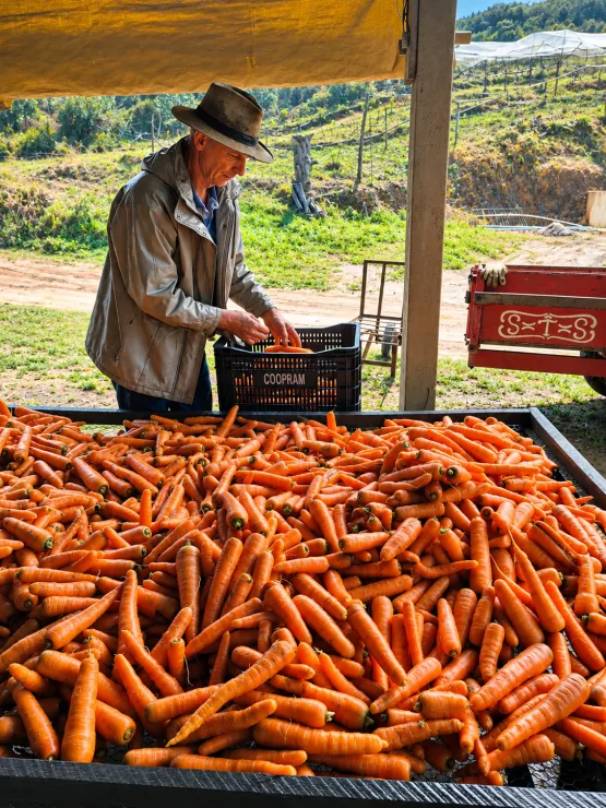 Cooperativa leva produção de agricultores de Domingos Martins para estudantes de todo o Espírito Santo