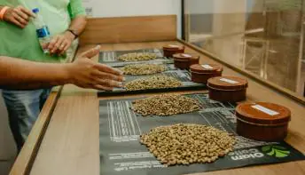 1º Concurso do Café Conilon de Jaguaré realiza avaliação de amostras
