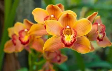 30ª Exposição de Orquídeas de Linhares acontece de 21 a 23 de agosto com entrada gratuita