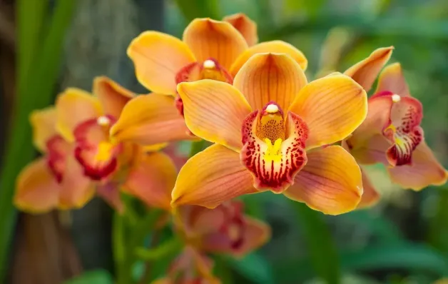 30ª Exposição de Orquídeas de Linhares acontece de 21 a 23 de agosto com entrada gratuita