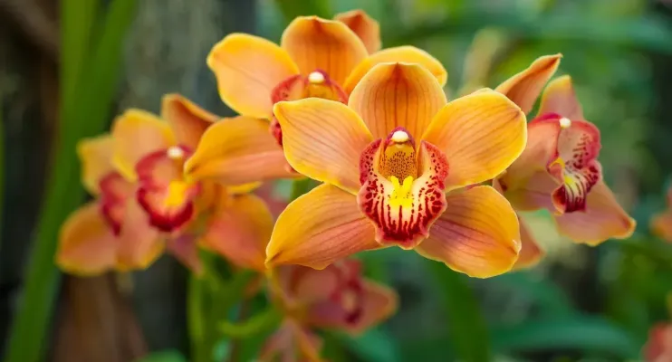 30ª Exposição de Orquídeas de Linhares acontece de 21 a 23 de agosto com entrada gratuita