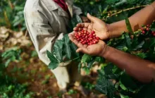 8º Seminário Novas Tecnologias para Produção de Mudas e Cultivo de Café Conilon começa dia 2 de setembro