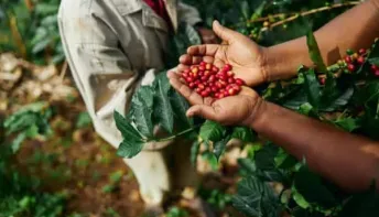 8º Seminário Novas Tecnologias para Produção de Mudas e Cultivo de Café Conilon começa dia 2 de setembro