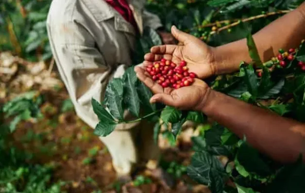 8º Seminário Novas Tecnologias para Produção de Mudas e Cultivo de Café Conilon começa dia 2 de setembro
