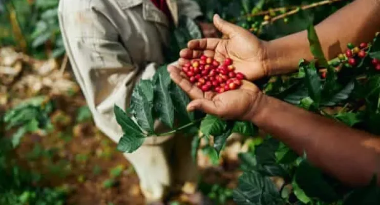 8º Seminário Novas Tecnologias para Produção de Mudas e Cultivo de Café Conilon começa dia 2 de setembro