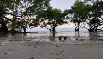 Ação de educação ambiental celebra o Dia do Manguezal em Itaparica