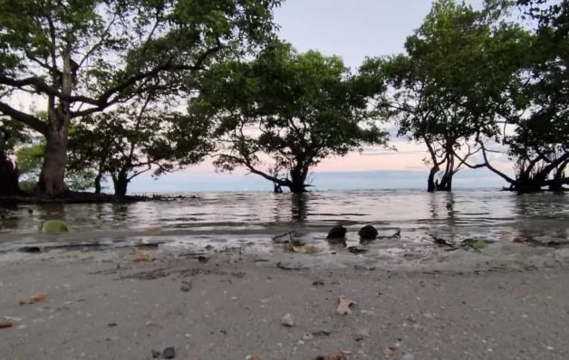 Ação de educação ambiental celebra o Dia do Manguezal em Itaparica