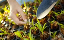 Ação em Guriri vai trocar recicláveis por mudas frutíferas neste sábado