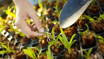 Ação em Guriri vai trocar recicláveis por mudas frutíferas neste sábado