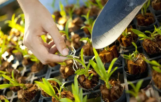 Ação em Guriri vai trocar recicláveis por mudas frutíferas neste sábado