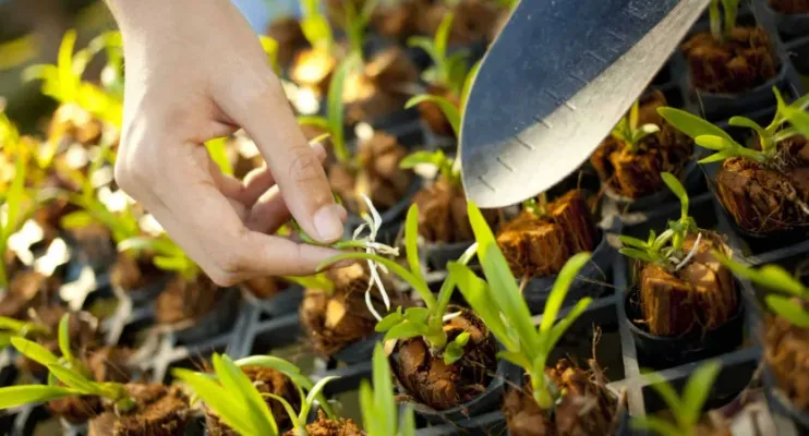 Ação em Guriri vai trocar recicláveis por mudas frutíferas neste sábado