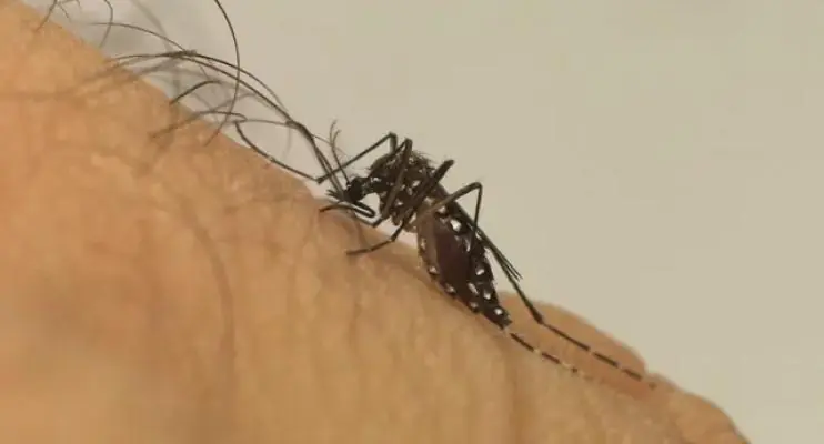 ES vive epidemia de dengue: o que fazer para evitar complicações