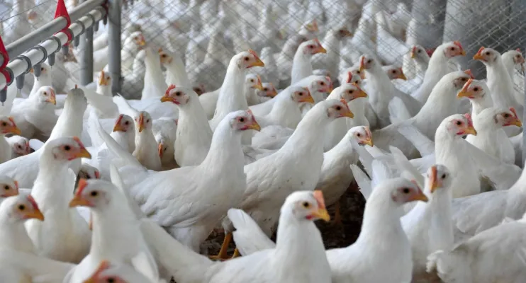 Agricultura orienta Estados a declararem emergência zoosanitária