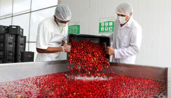 Agroindústria de polpa de frutas transforma a vida de agricultores familiares no Litoral Norte da Bahia