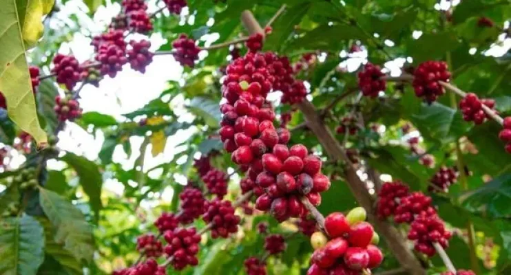 Agronegócio do ES terá crédito de R$ 3,2 bilhões para financiar safra