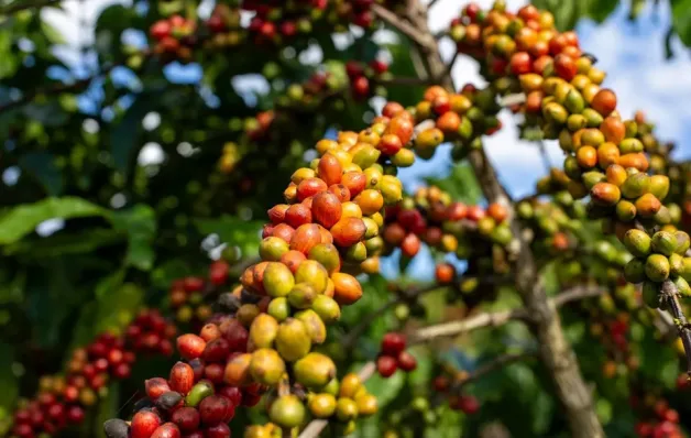 Alta do café conilon impulsiona novo recorde histórico das exportações do agro capixaba