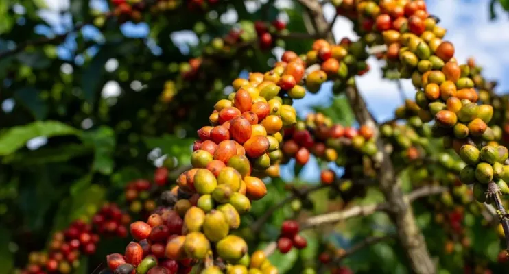 Alta do café conilon impulsiona novo recorde histórico das exportações do agro capixaba