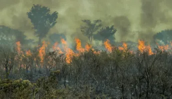 Amazônia vive recorde de incêndios em duas décadas; brigadistas se preparam para seca extrema