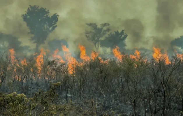 Amazônia vive recorde de incêndios em duas décadas; brigadistas se preparam para seca extrema