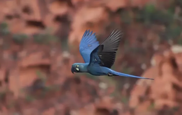 Ameaçada de extinção, arara-azul-de-lear vira símbolo do turismo de observação de aves da Bahia