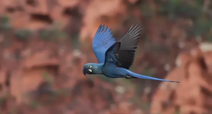 Ameaçada de extinção, arara-azul-de-lear vira símbolo do turismo de observação de aves da Bahia