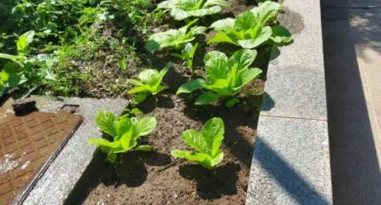 Assistência Social investe em ações de educação alimentar e nutricional