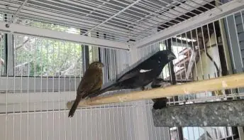 Aves ameaçadas de extinção resgatadas no Espírito Santo