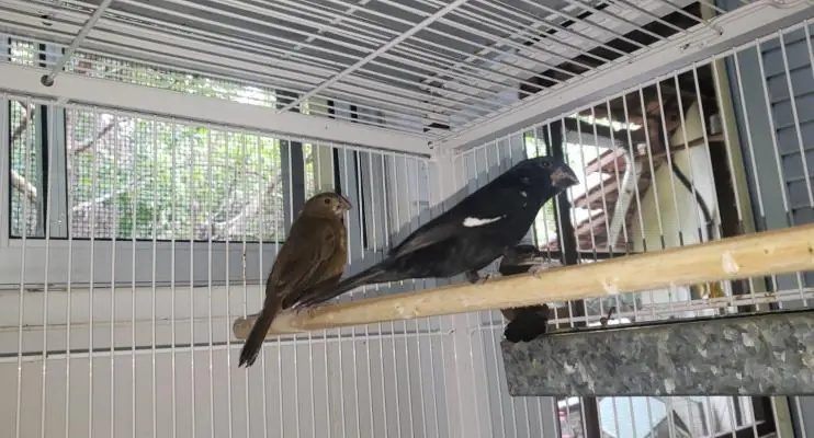 Aves ameaçadas de extinção resgatadas no Espírito Santo