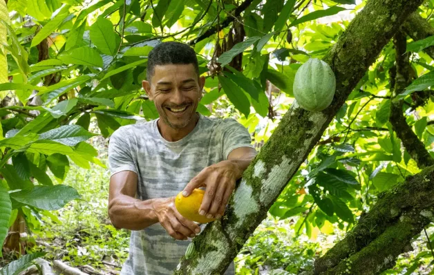 Bahia amplia ações e avança na proteção da cacauicultura