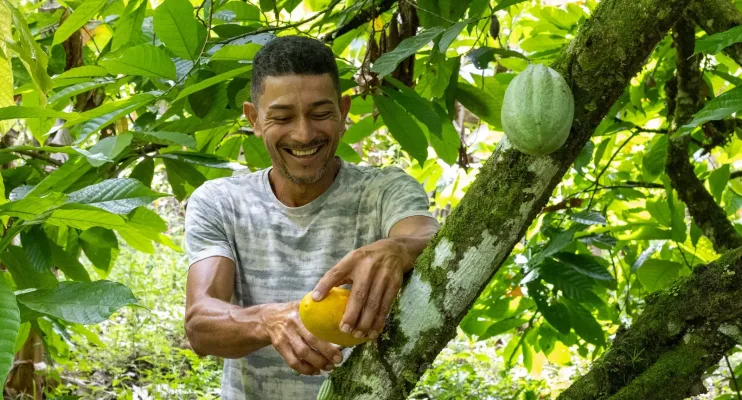 Bahia amplia ações e avança na proteção da cacauicultura