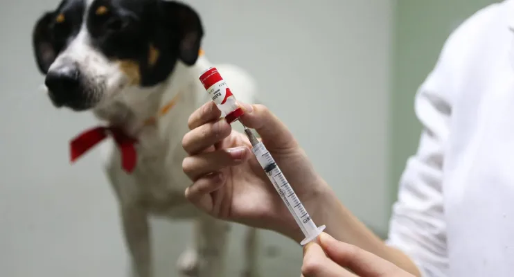 Bairros Araçá e Aviso terão fim de semana com vacinação antirrábica em Linhares