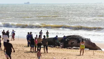 Baleia-jubarte gigante encalha na Praia dos Recifes, em Vila Velha