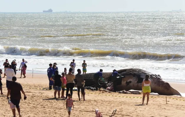 Baleia-jubarte gigante encalha na Praia dos Recifes, em Vila Velha