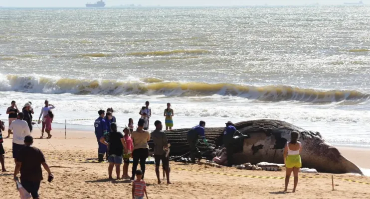 Baleia-jubarte gigante encalha na Praia dos Recifes, em Vila Velha